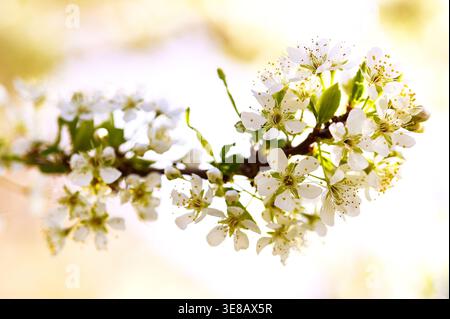 Plum branch in flowers in spring Stock Photo