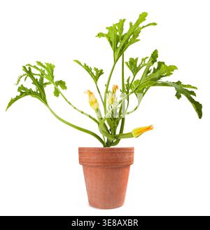 Courgette plant with flowers in vase isolated  on white background Stock Photo