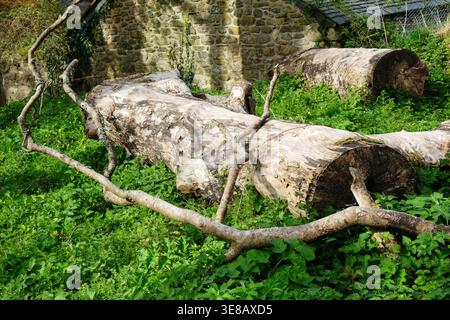 Large felled tree trunk left naturally to provide a sustainable natural habitat Stock Photo