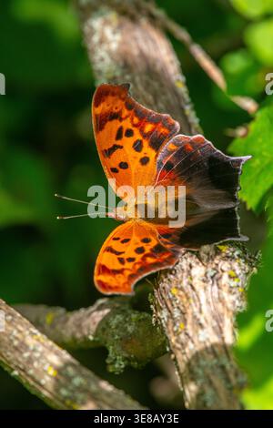 Question Mark butterfly (Polygonia interrogationis) on forest branch at Wyalusing State Park, Driftless Area, Midwest woodland habitat. Stock Photo