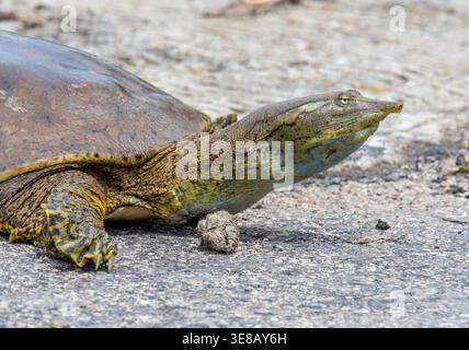 Spiny Softshell Turtle (Apalone spinifera) resting on rock, showing flat leathery shell, long snout, and webbed feet in natural habitat. Stock Photo