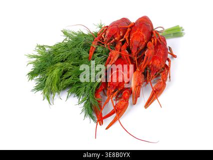 Three boiled red crayfish with fresh dill isolated on white background. Freshwater lobster or crawfish Stock Photo