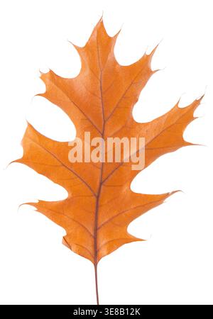Oak leaf isolated on white background. Yellow autumn oak leaf. Clipping path. Top view Stock Photo