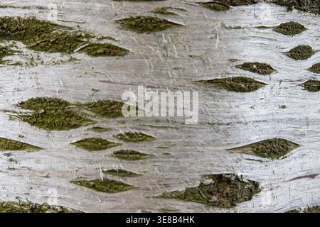 Natural silver birch bark texture with horizontal lenticels and green moss details on a weathered white surface. High-quality botanical macro. Stock Photo