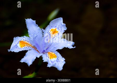 Close up of iris flower with soft purple petals and bright yellow accents covered in water droplets. Shallow depth of field creates smooth bokeh and h Stock Photo