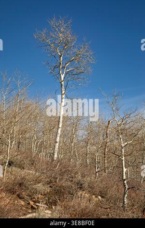 ID01155-00...IDAHO - Late winter view of a hillside covered with aspen trees in the City of Rocks National Reserve. Stock Photo