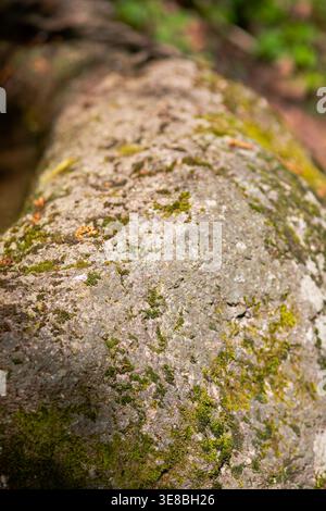 Textured mossy stone surface in warm natural light. Organic background for product showcase, mockups and environmental branding. Stock Photo