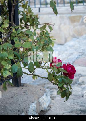 Red roses with green leaves growing over a stone wall in an outdoor settingraw Stock Photo