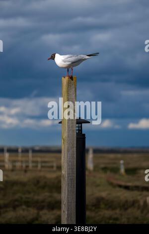 Black-headed Gull perching on wooden post in Essex salt marsh Stock Photo