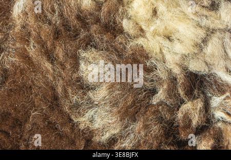 Close up of natural wool fibers showing raw fleece texture in brown and beige tones, with curly strands and organic structure suitable for textile, cr Stock Photo