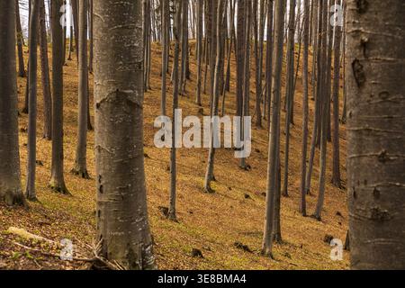 Beech forest with tall slender tree trunks on hillside covered with dry leaves in autumn. Natural woodland landscape. Stock Photo