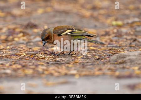 Finch Walking On A Pathway Searching For Food Stock Photo