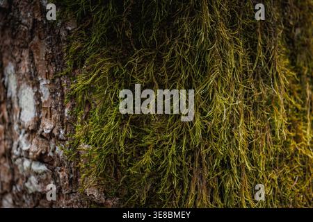 Background of tree bark with green moss Stock Photo