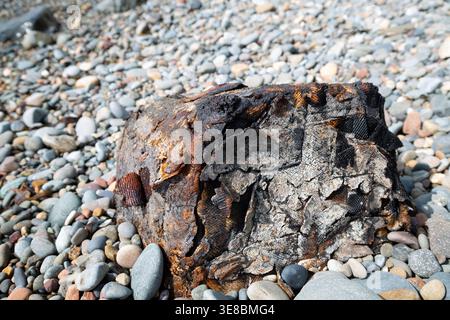 Close up of a large rubber float, buoy washed up on the pebble beach at Porth Ysgo, Rhiw, Aberdaron, Llyn Peninsula Stock Photo