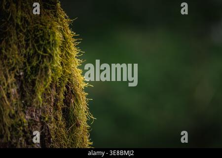 Background of tree bark with green moss Stock Photo