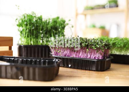 Fresh microgreens in containers on wooden table indoors, closeup Stock Photo
