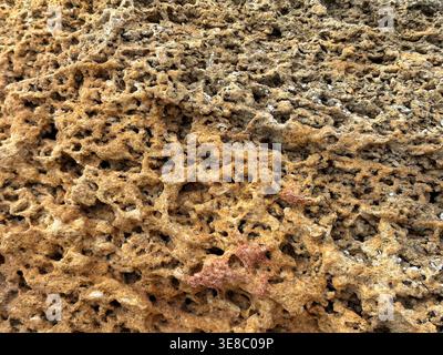 A macro close-up of a natural porous limestone surface with a rugged, weathered texture. The organic pattern showcases earthy ochre and brown tones Stock Photo