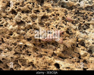 Weathered Yellow Shell Rock Surface Texture Stock Photo