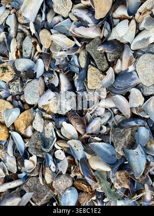 Broken Seashells and Pebble Texture on Coastal Shore Stock Photo