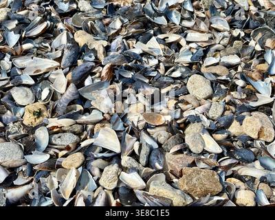 Broken Seashells and Pebble Texture on Coastal Shore Stock Photo