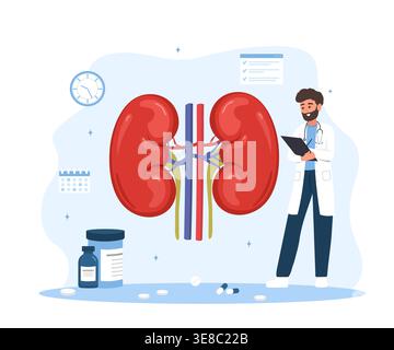 Nephrologist concept. Kidney failure disease. Medical diagnosis and treatment. Male doctor. Nephrology and urinary system treatment. Flat vector Stock Vector