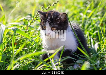 A cute black and white kitten sits intently in the tall green grass outside. Pet, young cat, summer nature Stock Photo