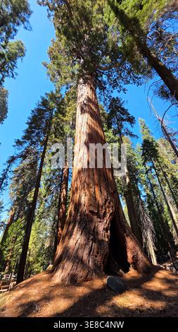 Towering giant sequoia tree from forest floor. Dramatic low angle view of a massive giant sequoia with textured bark and hollow base rising into a Stock Photo