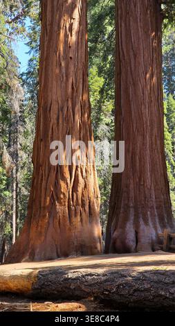 Twin giant sequoia trunks in forest. Close view of two enormous giant sequoia trunks with rich reddish bark standing side by side in a sunlit forest. Stock Photo