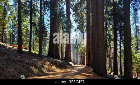 Forest trail through giant sequoia grove. Sunlit walking path winding through a majestic giant sequoia forest with towering trunks, deep shade, and Stock Photo