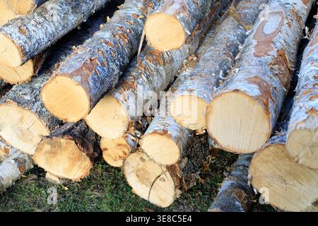Close-up of sawn poplar logs piled on the ground. Stacked tree trunks showing wood texture after harvesting. Concept of forestry and industrial timber Stock Photo
