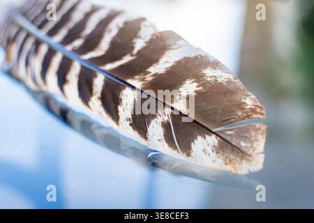 Macro detail of a barred Wild Turkey (Meleagris gallopavo) feather resting on a reflective surface in Waukesha County, Wisconsin. Captured in August. Stock Photo