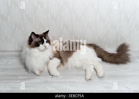 Cat lying on a light wooden floor in a room with a plain wall and soft lighting during the day Stock Photo