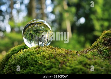 Ein gesunder grüner Wald. In einer Glaskugel im Moos spiegelt sich ein gesunder Wald mit Bäumen Stock Photo