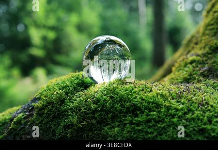 Ein gesunder grüner Wald. In einer Glaskugel im Moos spiegelt sich ein gesunder Wald mit Bäumen Stock Photo