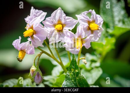 Light purple potato blossoms (Solanum tuberosum) with a metallic green long-legged fly in a Waukesha County, Wisconsin garden. Stock Photo
