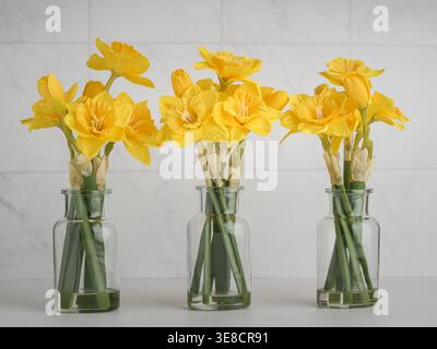 Three bouquets of cheery Spring yellow daffodils in glass vases with light bright white decoration interior cheerful happy background Stock Photo