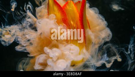 Color flower explosion. Mix paint fluid. Defocused white smoke yellow red plant tulip nature on abstract art dark black background. Stock Photo