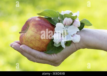 Person holding a red apple and delicate apple blossoms in their hand Stock Photo