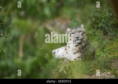 Snow leopard (Panthera uncia) lying on a meadow, captive, habitat in Asia Stock Photo