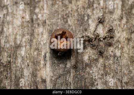 Closeup of rusty screw embedded in weathered wood with peeling texture showing corrosion decay and aging material detail Stock Photo