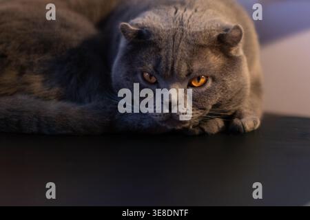 Grey scottish fold cat lying on a black surface Stock Photo