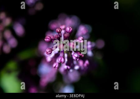 Branch of lilac flowers with icy edges stands out against a muted background painterly bokeh and silvery leaves a dreamy scene Stock Photo
