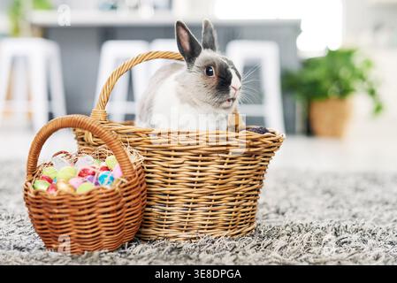 Empty room, eggs and easter bunny in basket for event, home and treats for festive holiday and decor. House, rabbit and tradition for Christian Stock Photo