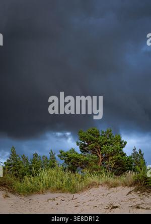 Storm cloud over coastal dune and pine tree Stock Photo