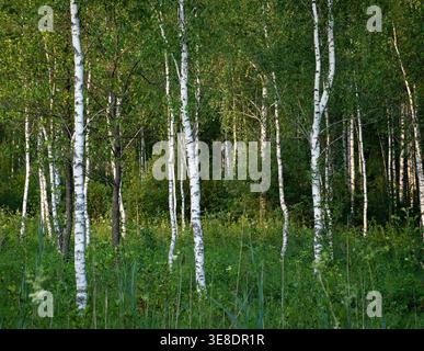 Birch grove with white trunks in summer Stock Photo