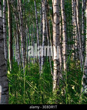 Sunlit birch trunks and reeds in summer grove Stock Photo