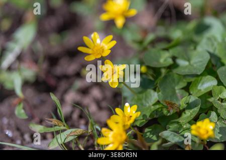 Spring yellow flowers repeated across ground form natural texture and pattern, ideal for textile mockups, wallpaper and surface design with organic re Stock Photo