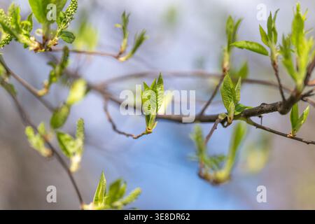 Detailed image of foliage. Closeup of fresh leaves and tiny dew droplets. Detailed shot showcasing new green leaves and dew against blue background Stock Photo