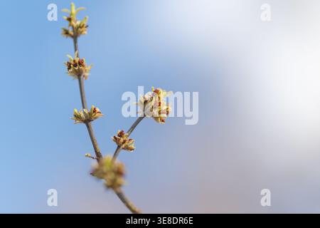 Slender branch dotted with tiny buds and sun flare, pale blue sky backdrop, airy composition, park garden vibe, hopeful seasonal energy, observational Stock Photo