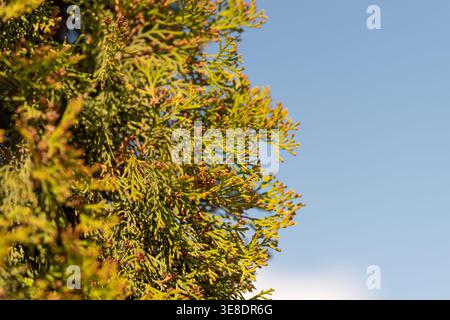 Dense thuja hedge forming privacy screen with tall layered foliage creating natural barrier and fence for garden perimeter and screening projects. Stock Photo